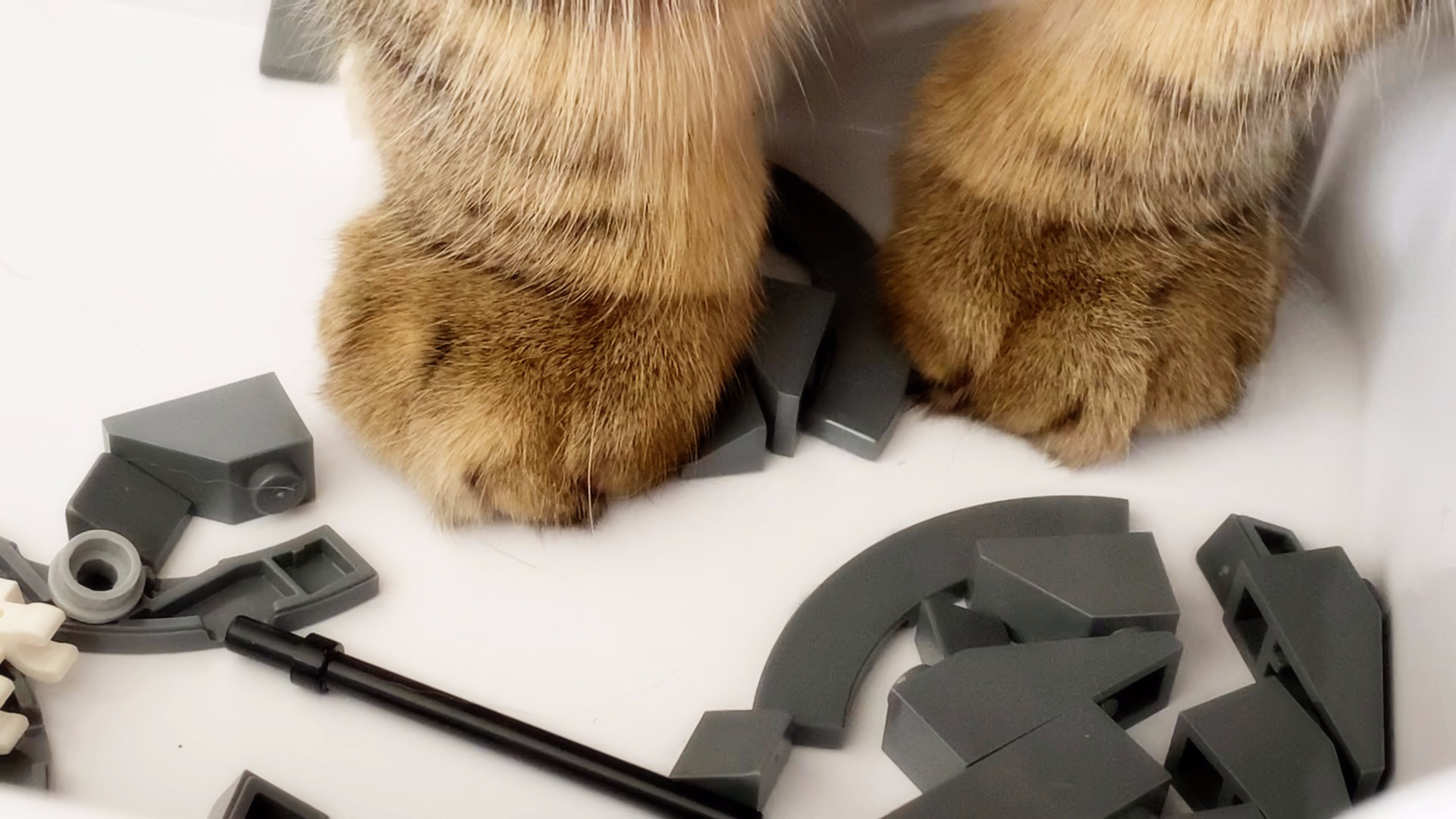 千万不要让猫碰乐高,不然的话…………玩的比你还起劲!